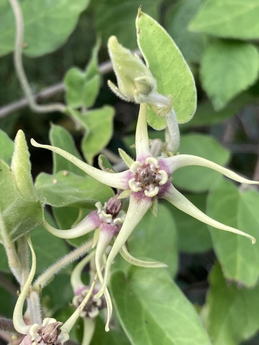 Oxypetalum pannosum