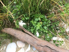 Apium prostratum filiforme