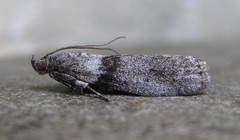 Meroptera pravella