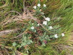 Pimelea glauca