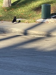 Corvus brachyrhynchos