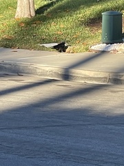 Corvus brachyrhynchos