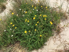 Sonchus megalocarpus