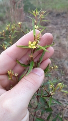 Ludwigia erecta