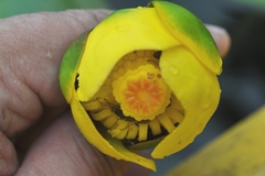 Nuphar × rubrodisca