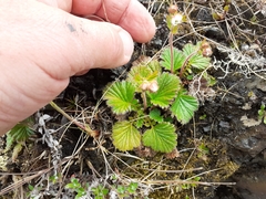 Geum cockaynei