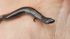 Hemiergis talbingoensis