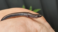 Hemiergis talbingoensis