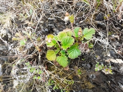 Geum cockaynei