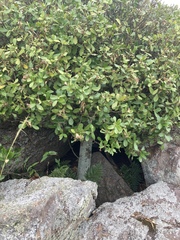 Daphnopsis racemosa