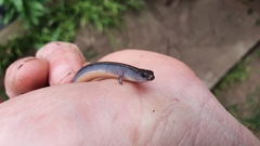 Hemiergis talbingoensis