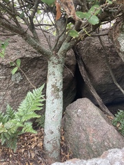 Daphnopsis racemosa