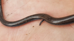 Hemiergis talbingoensis