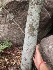 Daphnopsis racemosa
