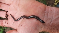 Hemiergis talbingoensis