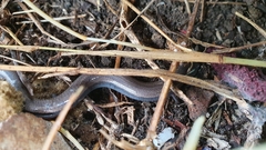 Hemiergis talbingoensis