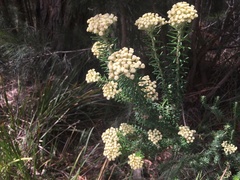 Ozothamnus reticulatus