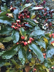 Crataegus × lavallei