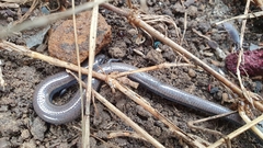 Hemiergis talbingoensis