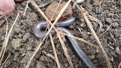 Hemiergis talbingoensis