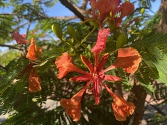 Delonix regia