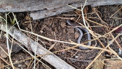 Hemiergis talbingoensis