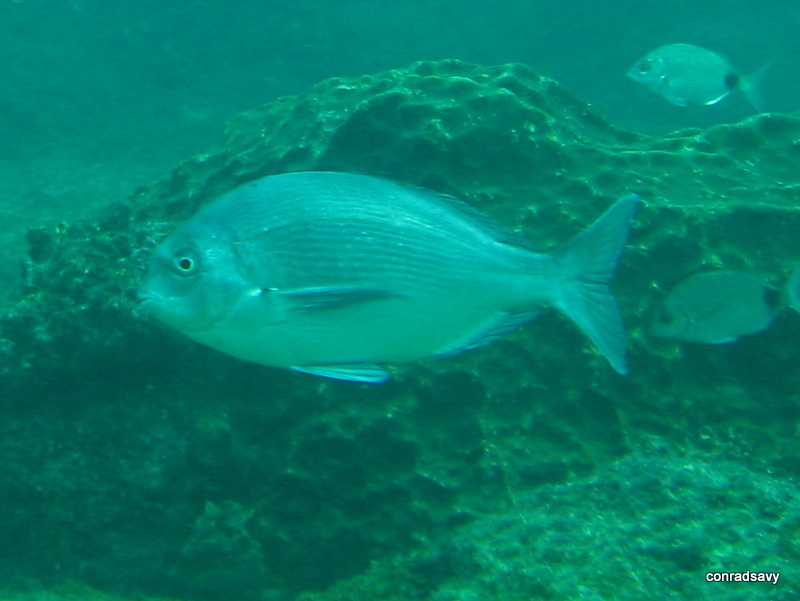 Polyamblyodon
