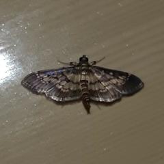 Mimorista botydalis