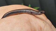 Hemiergis talbingoensis