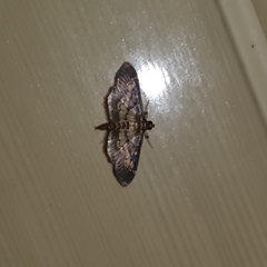 Mimorista botydalis