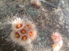 Coryphantha poselgeriana