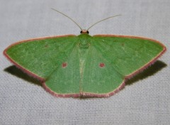 Chlorocoma cadmaria