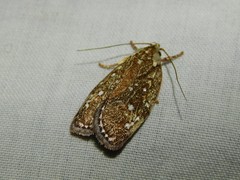 Euchaetis metallota