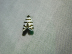 Lepidoscia cataphracta