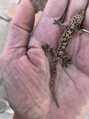 Hemidactylus turcicus