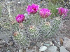Echinocereus engelmannii