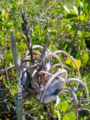 Tillandsia paucifolia