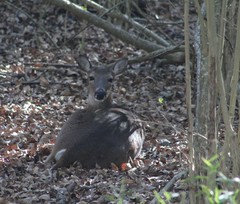 Odocoileus virginianus