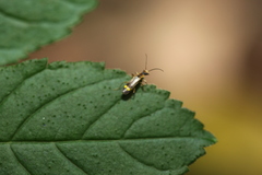 Malthinus seriepunctatus