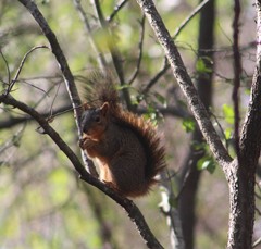 Sciurus niger