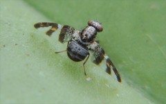 Dyscrasis hendeli
