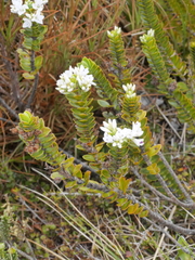 Veronica canterburiensis