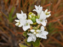Veronica canterburiensis