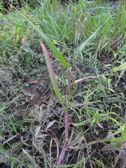 Panicum dichotomiflorum dichotomiflorum