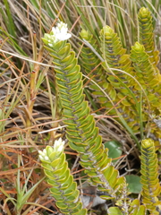 Veronica canterburiensis