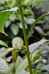 Cleidion castaneifolium