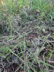 Panicum dichotomiflorum dichotomiflorum