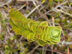 Veronica canterburiensis