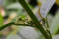 Cleidion castaneifolium