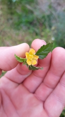 Malvastrum corchorifolium